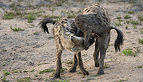 Hyena greeting ritual - Photo:(c) 2021 Fauna Graphic Images.