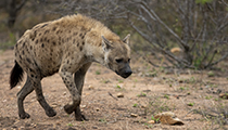 Loping along - Photo:(c) 2021 Fauna Graphic Images.