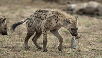 It's mine! - Photo:(c) 2021 Fauna Graphic Images.