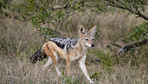 On the hunt - Photo:(c) 2021 Fauna Graphic Images.