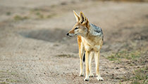 Checking surroundings - Photo:(c) 2021 Fauna Graphic Images.