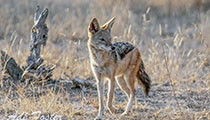 Alert for danger - Photo:(c) 2021 Fauna Graphic Images.