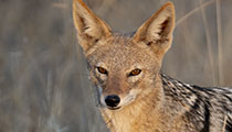 What? - Photo:(c) 2021 Fauna Graphic Images.
