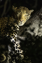 Relaxing as only a cat can - Photo:(c) 2021 Fauna Graphic Images.