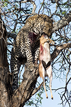 'Two Chains' with a Steenbok kill - Photo:(c) 2021 Fauna Graphic Images.