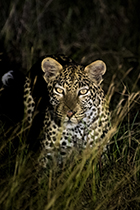 Night Patrol - Photo:(c) 2021 Fauna Graphic Images.