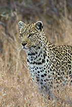 'Chleo' - Photo:(c) 2021 Fauna Graphic Images.