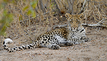 Young one resting - Photo:(c) 2021 Fauna Graphic Images.