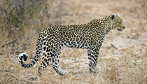 'Chleo' - Photo:(c) 2021 Fauna Graphic Images.