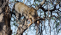'Two Chains' again - Photo:(c) 2021 Fauna Graphic Images.