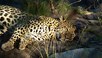 Magnificent Tom relaxing - Photo:(c) 2021 Fauna Graphic Images.