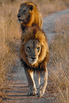Brothers on patrol - Photo:(c) 2021 Fauna Graphic Images.