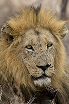 The Old Warrior - Photo:(c) 2021 Fauna Graphic Images.