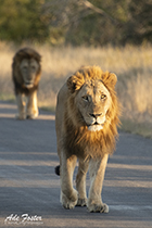 Lions at sunset - Photo:(c) 2021 Fauna Graphic Images.