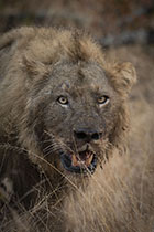 On the kill - Photo:(c) 2021 Fauna Graphic Images.