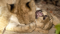 Wrestling - Photo:(c) 2021 Fauna Graphic Images.