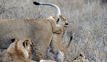 Tails are fun - Photo:(c) 2021 Fauna Graphic Images.