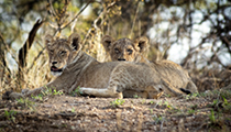 Watching me watching them - Photo:(c) 2021 Fauna Graphic Images.