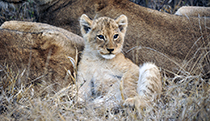 Butter wouldn't melt - Photo:(c) 2021 Fauna Graphic Images.