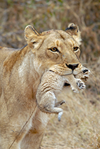 Mother and cub - Photo:(c) 2021 Fauna Graphic Images.