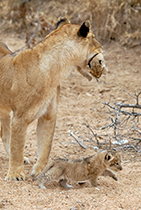 Mother and cub - Photo:(c) 2021 Fauna Graphic Images.