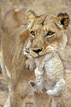 Mother and cub - Photo:(c) 2021 Fauna Graphic Images.