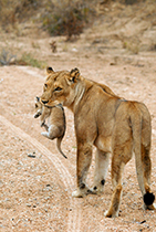 Mother and cub - Photo:(c) 2021 Fauna Graphic Images.