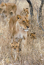 Lioness with cubs - Photo:(c) 2021 Fauna Graphic Images.