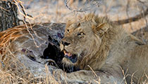 Lion in contemplative mood - Photo:(c) 2021 Fauna Graphic Images.