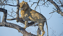 Help !! - Photo:(c) 2021 Fauna Graphic Images.