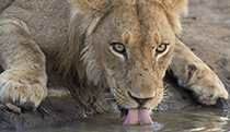 Young lion drinking - Photo:(c) 2021 Fauna Graphic Images.