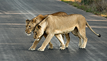 Sisters - Photo:(c) 2021 Fauna Graphic Images.