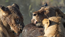 Just a taste - Photo:(c) 2021 Fauna Graphic Images.