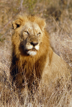 Regal male - Photo:(c) 2021 Fauna Graphic Images.