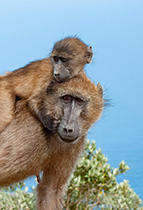 Chacma Baboon with young, Cape Town - Photo:(c) 2021 Fauna Graphic Images.