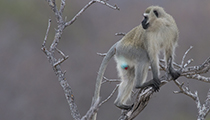 Male Vervet Monkey, Klaserie PNR - Photo:(c) 2021 Fauna Graphic Images.