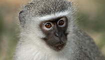 Vervet Monkey, iSimangaliso, KZN- Photo:(c) 2021 Fauna Graphic Images.
