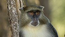 Samanga Monkey, Cape Vidal, KZN - Photo:(c) 2021 Fauna Graphic Images.