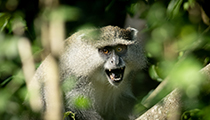 Samanga Monkey warning, Cape Vidal, KZN - Photo:(c) 2021 Fauna Graphic Images.