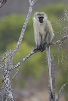 Vervet Monkey, Klaserie PNR - Photo:(c) 2021 Fauna Graphic Images.