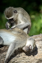 Vervet Monkeys grooming, iSimangaliso, KZN - Photo:(c) 2021 Fauna Graphic Images.