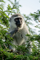 Vervet Monkey, St. Lucia, KZN - Photo:(c) 2021 Fauna Graphic Images.