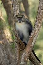 Samanga Monkey, Cape Vidal, KZN - Photo:(c) 2021 Fauna Graphic Images.