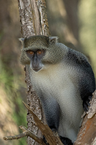 Samanga Monkey, Cape Vidal, KZN - Photo:(c) 2021 Fauna Graphic Images.