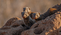 'Dwarf Mongoose' - Photo:(c) 2021 Fauna Graphic Images.