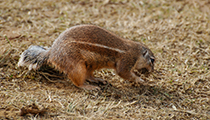Ground Squirrel - Photo:(c) 2021 Fauna Graphic Images.