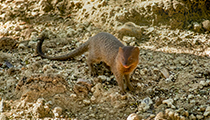 Yellow Mongoose - Photo:(c) 2021 Fauna Graphic Images.