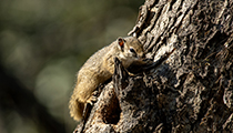 Tree Squirrel - Photo:(c) 2021 Fauna Graphic Images.