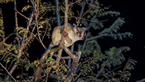 Bushbaby - Photo:(c) 2021 Fauna Graphic Images.