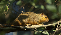 Red Bush Squirrel - Photo:(c) 2021 Fauna Graphic Images.
